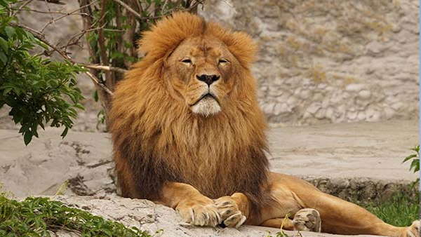 Statue of Unity and Gir national park will be opened Statue of Unity and Gir national park will be opened