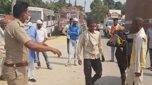 जानिए किसके पास गई भैंस?