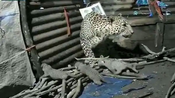 तेंदुए ने झोपड़ी में दिया था बच्चे को जन्म