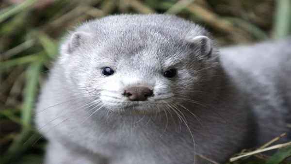 mink mink