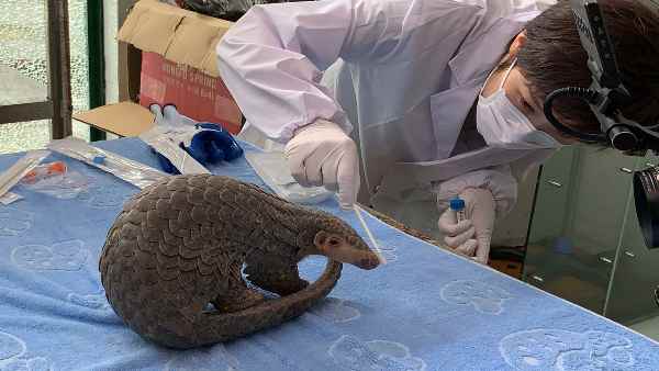 Pangolin in crisis due to China, EIA report reveals Dragons new handiwork Pangolin in crisis due to China, EIA report reveals Dragons new handiwork