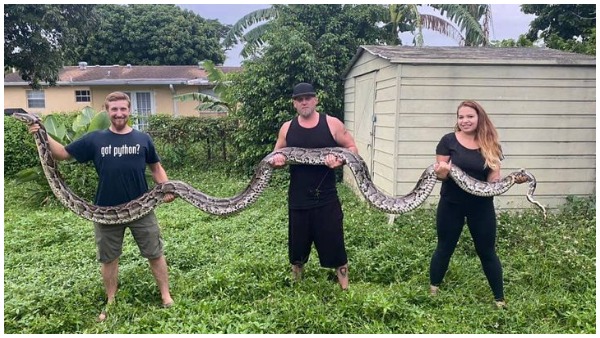 python python