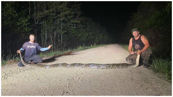 python python