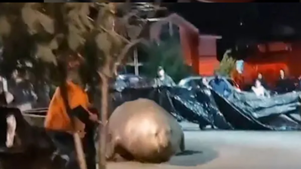 सोशल मीडिया पर वायरल हुआ वीडियो