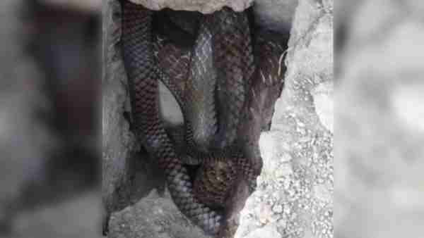 Farmer died due to heart attack after seeing snakes couple in Saharanpur district Farmer died due to heart attack after seeing snakes couple in Saharanpur district