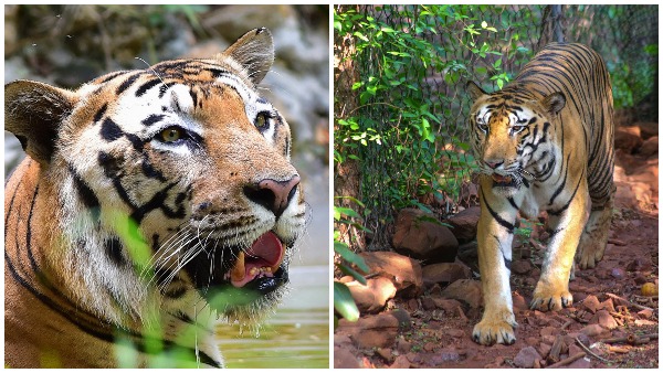 tiger tiger