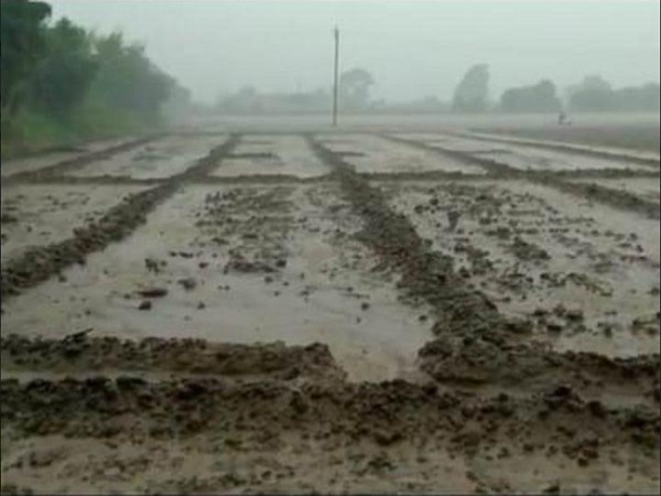 Unseasonal rain damages crops in gujarats several talukas Unseasonal rain damages crops in gujarats several talukas