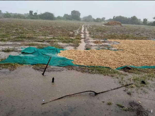 Unseasonal rain damages crops in gujarats several talukas Unseasonal rain damages crops in gujarats several talukas