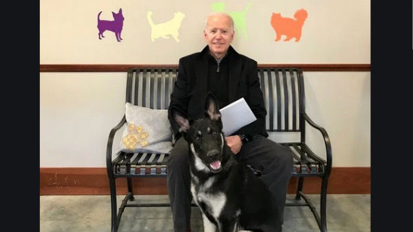 biden-dog biden-dog