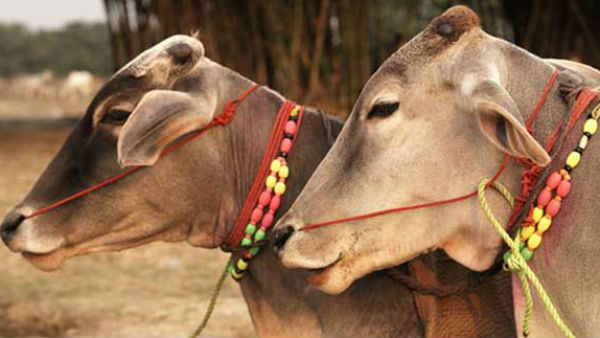 गोवत्स द्वादशी 12 नवंबर को, जानिए कथा, पूजा-विधि और महत्व गोवत्स द्वादशी 12 नवंबर को, जानिए कथा, पूजा-विधि और महत्व