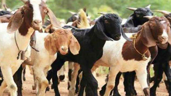 East singhbhum 500 goats died due to unknown disease East singhbhum 500 goats died due to unknown disease