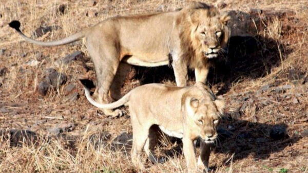 Asiatic lions have been brought in from naya raipur jungle safari park to Gujarats Surat Asiatic lions have been brought in from naya raipur jungle safari park to Gujarats Surat