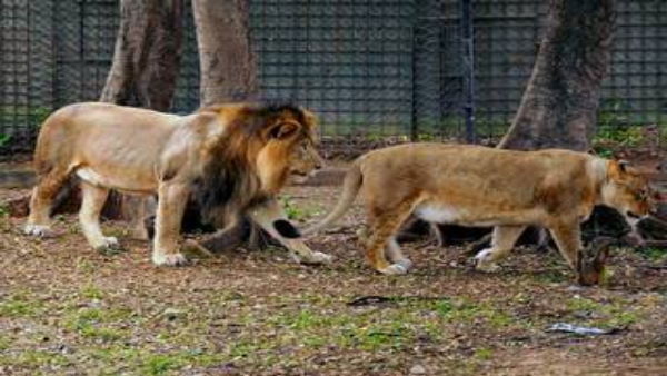 Asiatic lions have been brought in from naya raipur jungle safari park to Gujarats Surat Asiatic lions have been brought in from naya raipur jungle safari park to Gujarats Surat