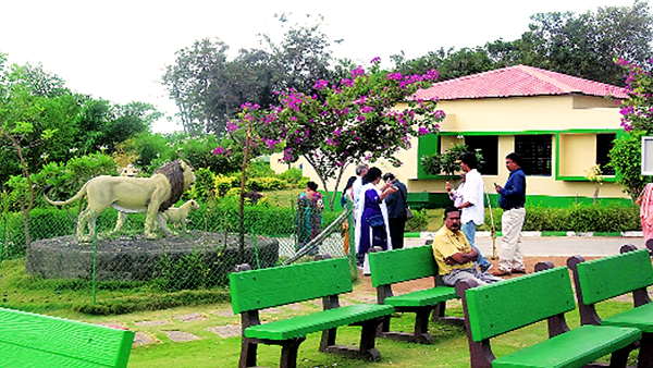 Asiatic lions have been brought in from naya raipur jungle safari park to Gujarats Surat Asiatic lions have been brought in from naya raipur jungle safari park to Gujarats Surat