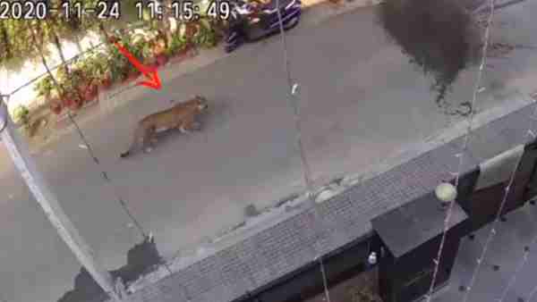 A leopard entered a residential area in Rajnagar A leopard entered a residential area in Rajnagar