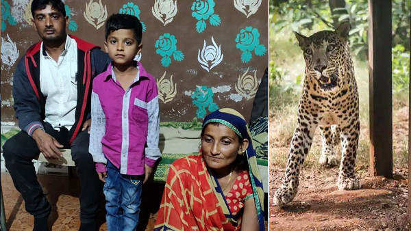the Mother saved son from a leopard near Barula village in Gir-Somnath district of Gujarat the Mother saved son from a leopard near Barula village in Gir-Somnath district of Gujarat