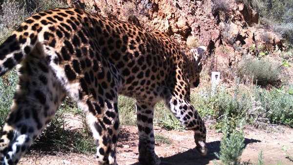 the Mother saved son from a leopard near Barula village in Gir-Somnath district of Gujarat the Mother saved son from a leopard near Barula village in Gir-Somnath district of Gujarat