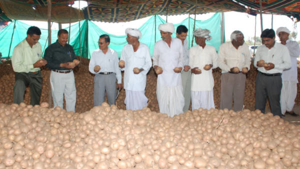 वर्ष 2004 में शुरू की आलू की खेती
