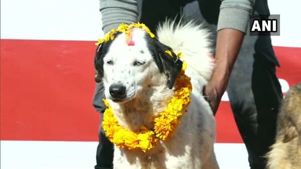 पांच दिन तक मनाया जाता है ये त्योहार