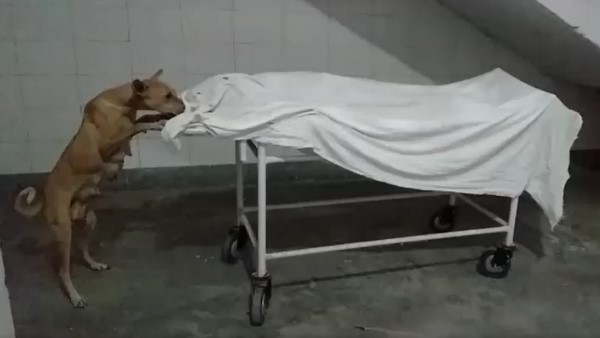 Dog eats girl body inside hospital in sambhal video viral Dog eats girl body inside hospital in sambhal video viral