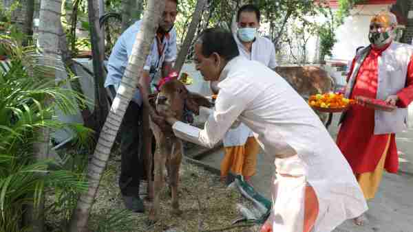 CM Shivraj Singh Chouhan celebrates Gopashtami at his residence in Bhopal CM Shivraj Singh Chouhan celebrates Gopashtami at his residence in Bhopal