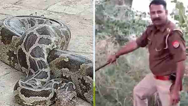 UP police sub-inspector Sushil Mishra caught python in the field UP police sub-inspector Sushil Mishra caught python in the field