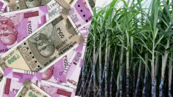 notes of 2000 and 500 found in sugarcane field in kushinagar notes of 2000 and 500 found in sugarcane field in kushinagar