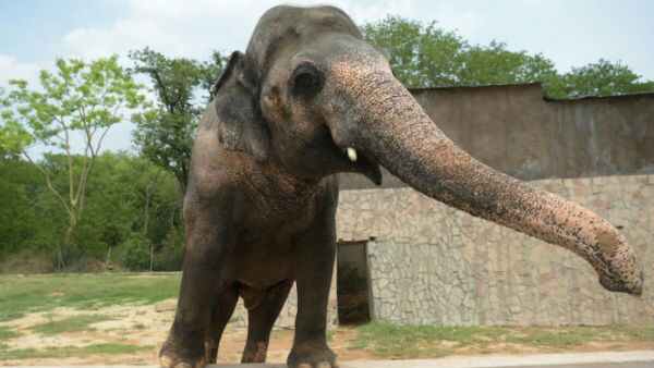 Elephant Kaavan Elephant Kaavan