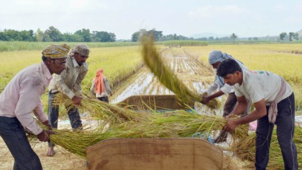 किसान की धान बिक्री का दृश्य एक
