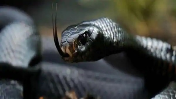 black cobra found in house in bijnor black cobra found in house in bijnor