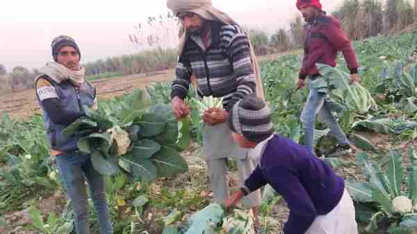 Union minister Ravi Shankar Prasad came forward for help of farmers who destroyed his cauliflower crop Union minister Ravi Shankar Prasad came forward for help of farmers who destroyed his cauliflower crop