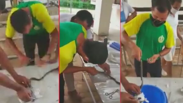 सांप को पहले एनेस्थीसिया की मदद से बेहोश किया गया