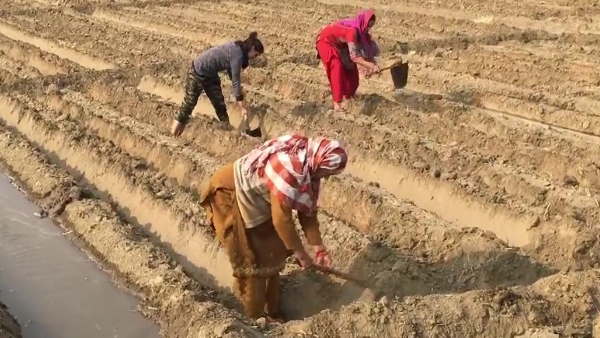 Farmers are in protest and family women are taking care of crops Farmers are in protest and family women are taking care of crops