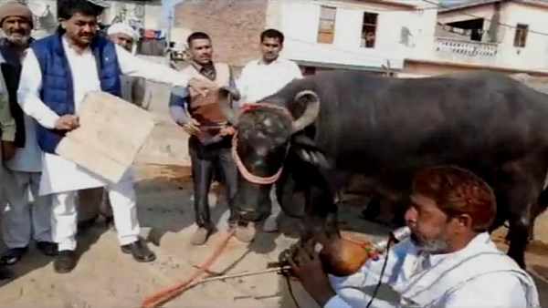 Unique Protest By Protesters Against govt, Playing Bean In Front Of Buffalo Unique Protest By Protesters Against govt, Playing Bean In Front Of Buffalo