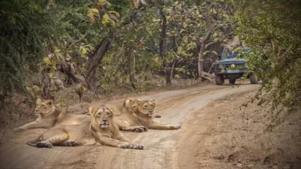 lions arrived now Kotdasangani area of rajkot district of Gujarat, hunting animals in many villages lions arrived now Kotdasangani area of rajkot district of Gujarat, hunting animals in many villages