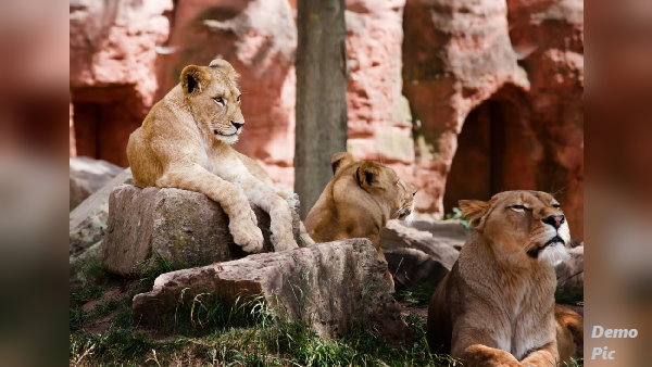 lions arrived now Kotdasangani area of rajkot district of Gujarat, hunting animals in many villages lions arrived now Kotdasangani area of rajkot district of Gujarat, hunting animals in many villages