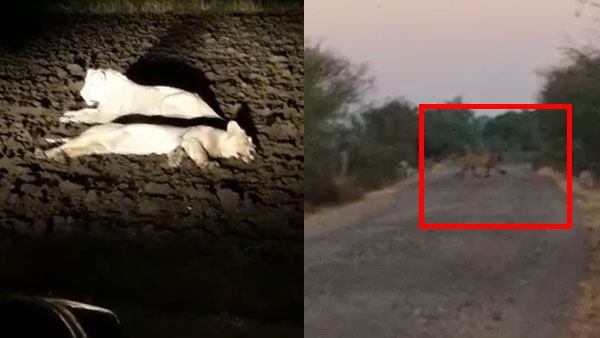 lions arrived now Kotdasangani area of rajkot district of Gujarat, hunting animals in many villages lions arrived now Kotdasangani area of rajkot district of Gujarat, hunting animals in many villages