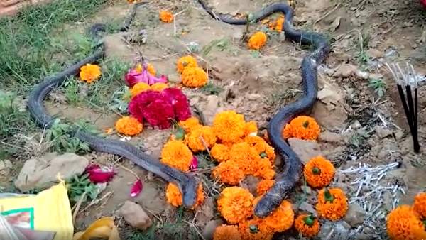 nagin died after three days of nag death in kannauj nagin died after three days of nag death in kannauj
