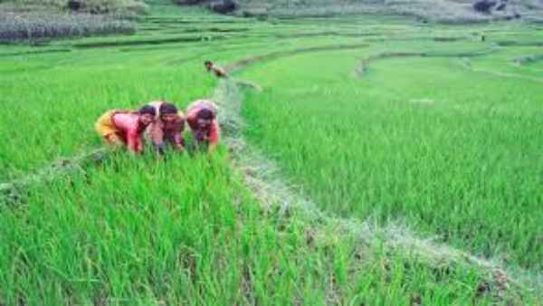 चावल में कंकड़ मिलाता था पाकिस्तान