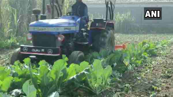 farmers destroyed his cauliflower crop as he was getting one rupee kg for them farmers destroyed his cauliflower crop as he was getting one rupee kg for them