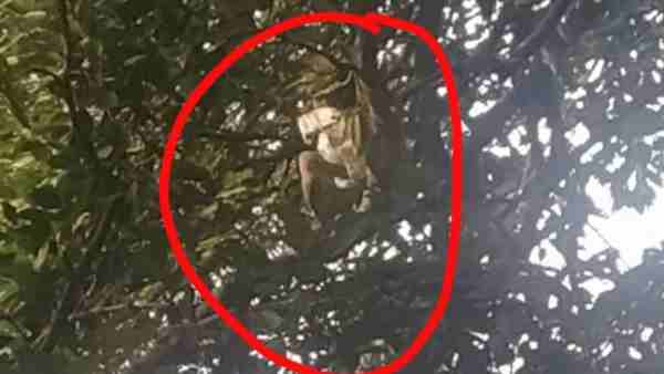 एक-एक कर नोट फेकता रहा बंदर