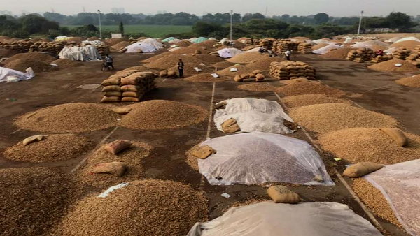 Unseasonal Rain in Gujarat, damaged many crops in several districts Unseasonal Rain in Gujarat, damaged many crops in several districts