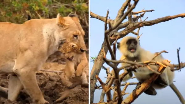 गाने को कंपोज म्यूज़िकल ग्रुप राग ट्रिप्पिन के द्वारा किया गया है