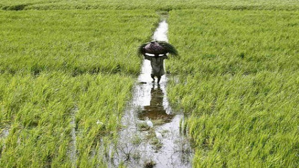 farmer farmer