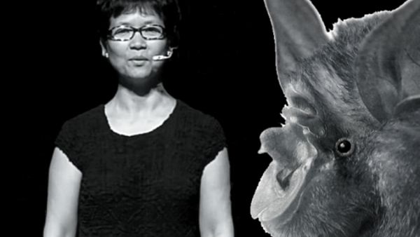 BAT WOMEN SHI ZHENGLI BAT WOMEN SHI ZHENGLI
