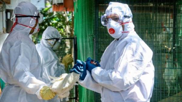 bird flu, avian influenza, rajasthan, baran, kota, jhalawar, madhya pradesh, mandsaur, indore, malwa, himachal pradesh, kangra, kerala, kottayam, allapuzha, बर्ड फ्लू, एवियन इनफ्लूएंजा, राजस्थान, झालवार, मध्य प्रदेश, मंदसौर, इंदौर, हिमाचल प्रदेश, मालवा, कांगड़ा, केरल, कोट्टायम, अलापुजा bird flu, avian influenza, rajasthan, baran, kota, jhalawar, madhya pradesh, mandsaur, indore, malwa, himachal pradesh, kangra, kerala, kottayam, allapuzha, बर्ड फ्लू, एवियन इनफ्लूएंजा, राजस्थान, झालवार, मध्य प्रदेश, मंदसौर, इंदौर, हिमाचल प्रदेश, मालवा, कांगड़ा, केरल, कोट्टायम, अलापुजा