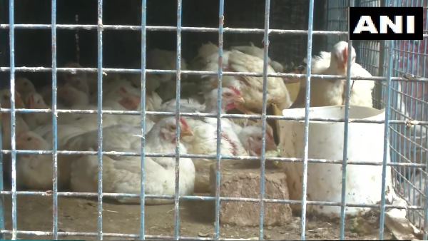 Chicken sales dropped by around 30 percent since outbreak of bird flu Chicken sales dropped by around 30 percent since outbreak of bird flu