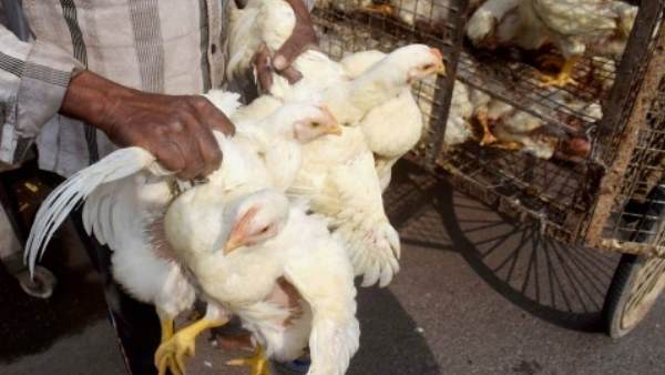 bird flu in india, flu, punjab, assam, bird flu, बर्ड फ्लू, फ्लू, भारत में बर्ड फ्लू, असम, पंजाब bird flu in india, flu, punjab, assam, bird flu, बर्ड फ्लू, फ्लू, भारत में बर्ड फ्लू, असम, पंजाब