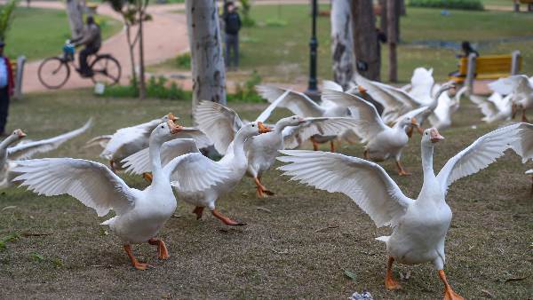 bird flu bird flu