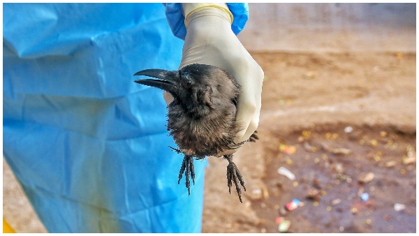 Bird Flu in Delhi Hauz Khas park, Dwarka sector 9 park and Sanjay Lake closed Bird Flu in Delhi Hauz Khas park, Dwarka sector 9 park and Sanjay Lake closed